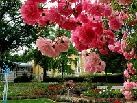 Rosengarten in Bad Harzburg (14.07.2016)